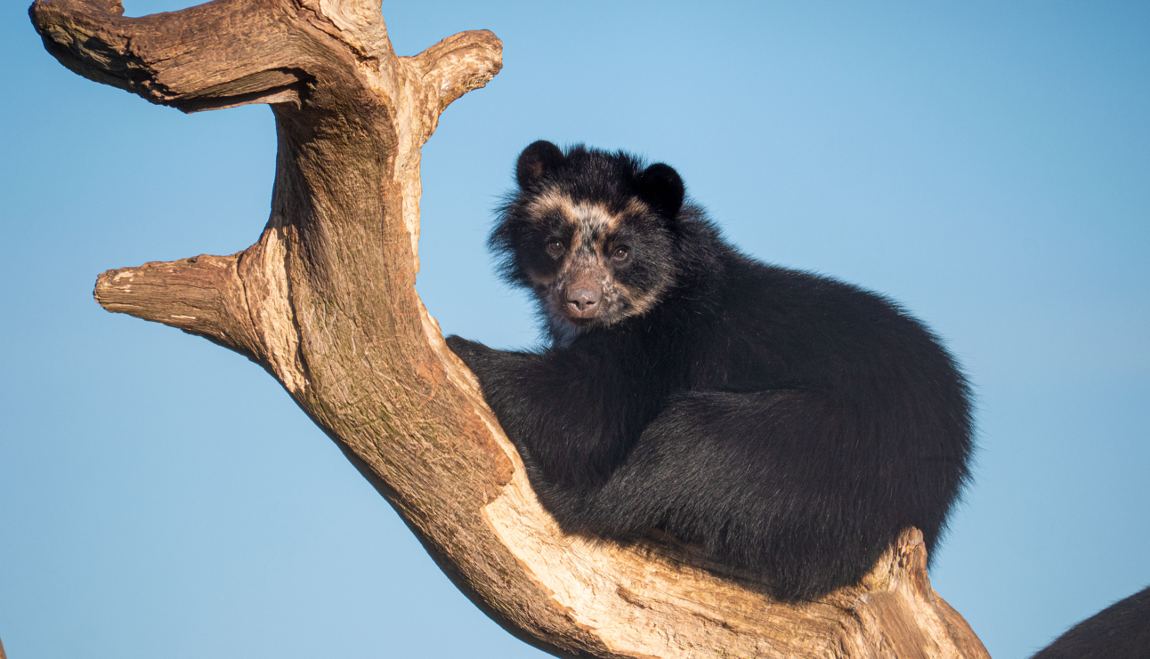 Exciting landmark for Noah’s Ark Zoo Farm as it announces charity